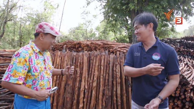 สำรวจราคาถ่านไม้โกงกาง จ.สมุทรสงคราม