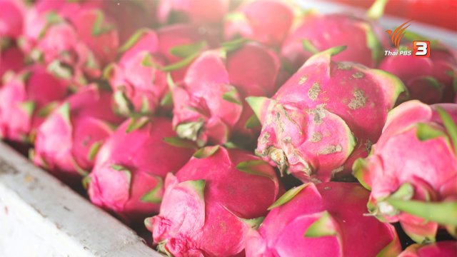 แก้วมังกร