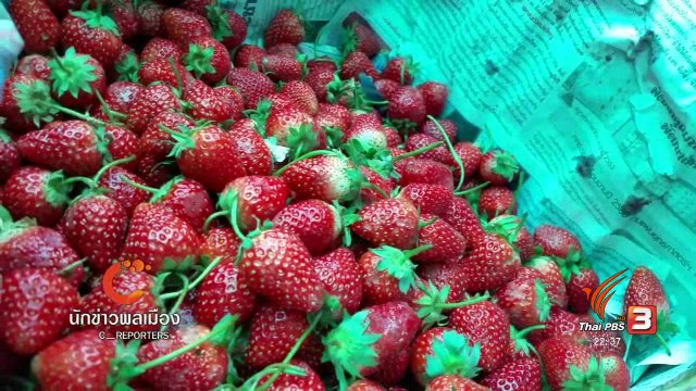 นักข่าวพลเมือง : เทศกาลสตรอว์เบอร์รี ของดี อ.สะเมิง