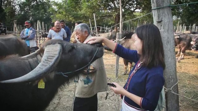 นักข่าวพลเมือง : มนต์เสน่ห์ตลาดนัดขายวัวขายควาย จ.เชียงใหม่