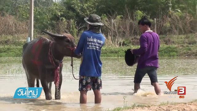 งานประเพณีวิ่งควายเร็วชลบุรี