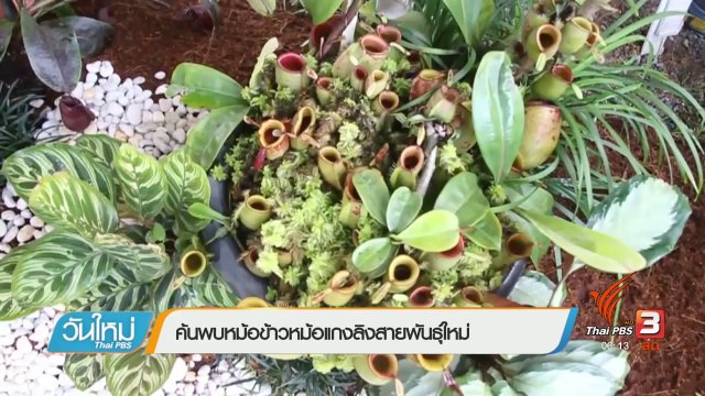 ค้นพบหม้อข้าวหม้อแกงลิงสายพันธุ์ใหม่