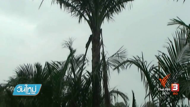 ชาวนาโยงอนุรักษ์ต้นสาคูไม้พื้นถิ่นภาคใต้