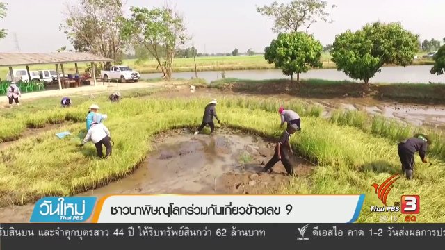 ชาวนาพิษณุโลกร่วมกันเกี่ยวข้าวเลข 9