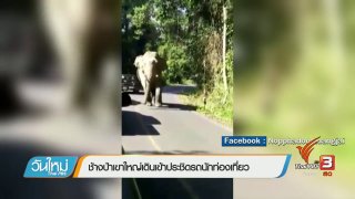 ช้างป่าเขาใหญ่เดินเข้าประชิดรถนักท่องเที่ยว