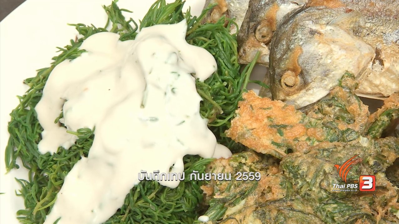 ข่าวค่ำ มิติใหม่ทั่วไทย - ตะลุยทั่วไทย : ใบชะคราม