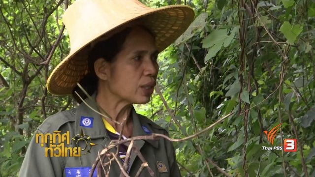 จุฑามาศ พาตะลุย : ข้าวโป่งรากเครือตดหมา