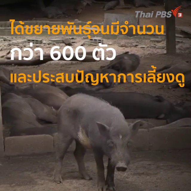 หมูป่า 600 ตัวในสำนักสงฆ์ จ.เพชรบูรณ์ ขาดแคลนอาหาร