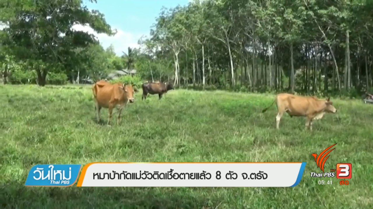วันใหม่ ไทยพีบีเอส - หมาบ้ากัดแม่วัวติดเชื้อตายแล้ว 8 ตัว จ.ตรัง