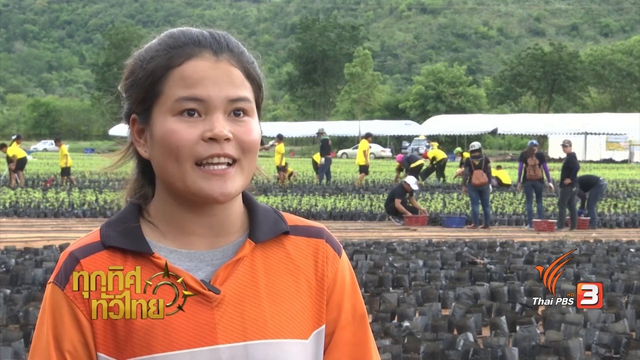 ทุกทิศทั่วไทย - ชุมชนทั่วไทย : ปลูกดอกดาวเรืองเพื่อถวายเป็นราชสักการะ