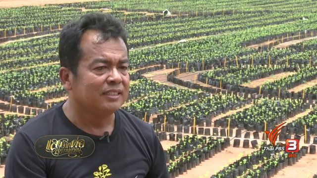 จิตอาสาปลูกดาวเรืองกาญจนบุรี