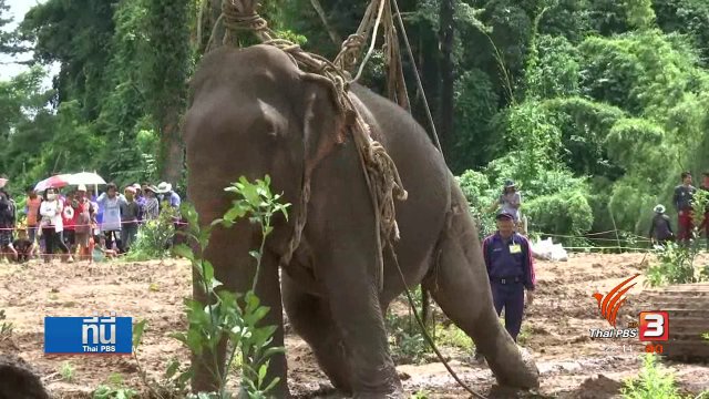 ช้างป่าถูกน้ำพัดอาการยังน่าห่วง