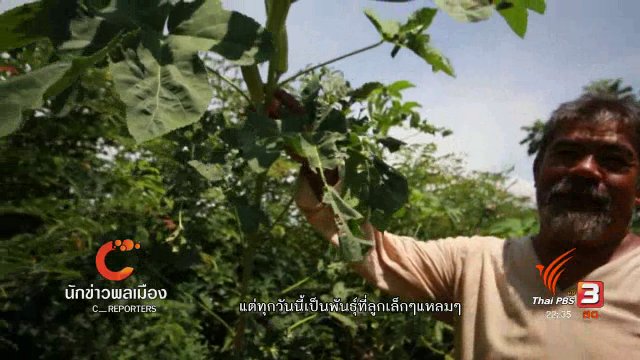 นักข่าวพลเมือง : เมล็ดพันธุ์พื้นบ้าน ปัจจัยพื้นฐานผลิตอาหารปลอดภัย