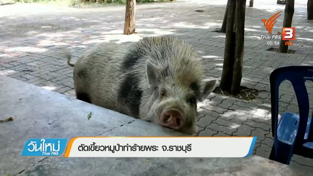 ตัดเขี้ยวหมูป่าทำร้ายพระ จ.ราชบุรี