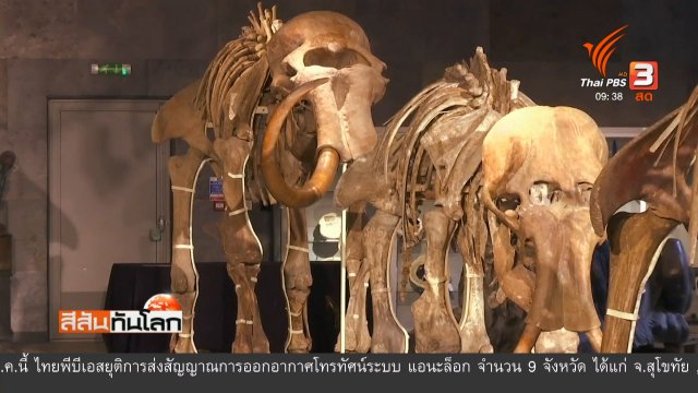 ประมูลครอบครัวช้างแมมมอธ