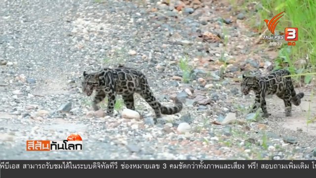 ภาพเสือลายเมฆบอร์เนียวปรากฏตัวตอนกลางวัน