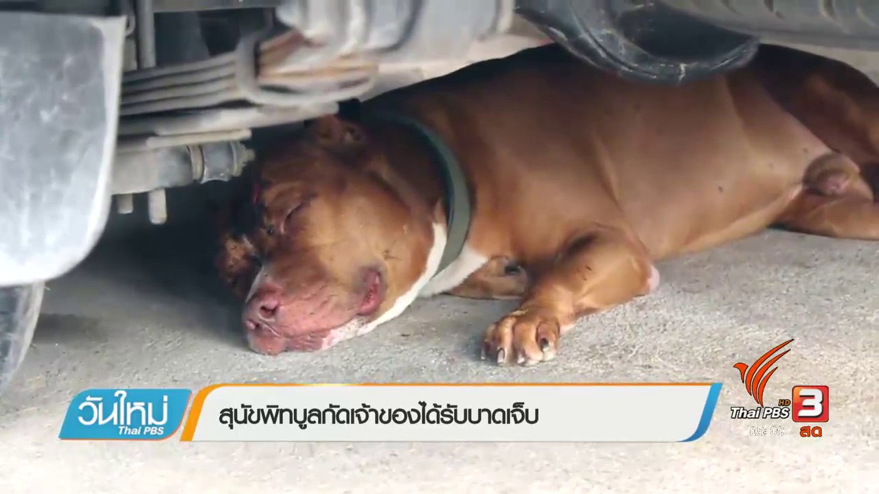 วันใหม่  ไทยพีบีเอส - สุนัขพิบูลกัดเจ้าของได้รับบาดเจ็บ